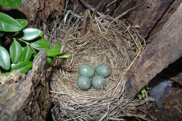Fun Facts About Blackbirds - 7. Cuckoos can't fool them