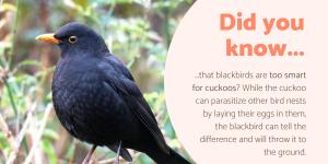 Fun Facts About Blackbirds