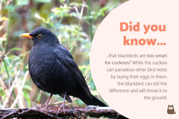 Fun Facts About Blackbirds