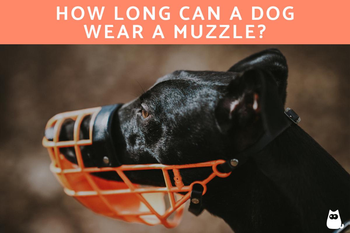 How Long Can a Dog Wear a Muzzle?