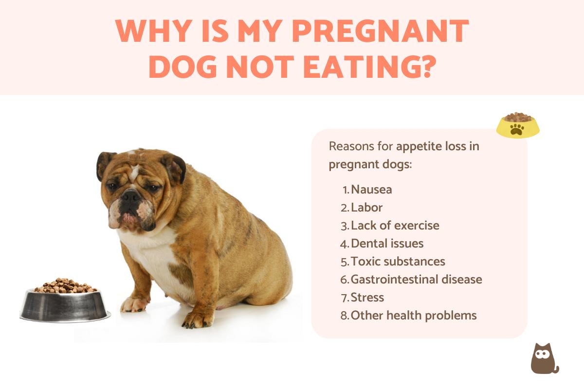 Pregnant dog not eating 2025