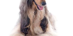 Caring for an Afghan Hound's Coat
