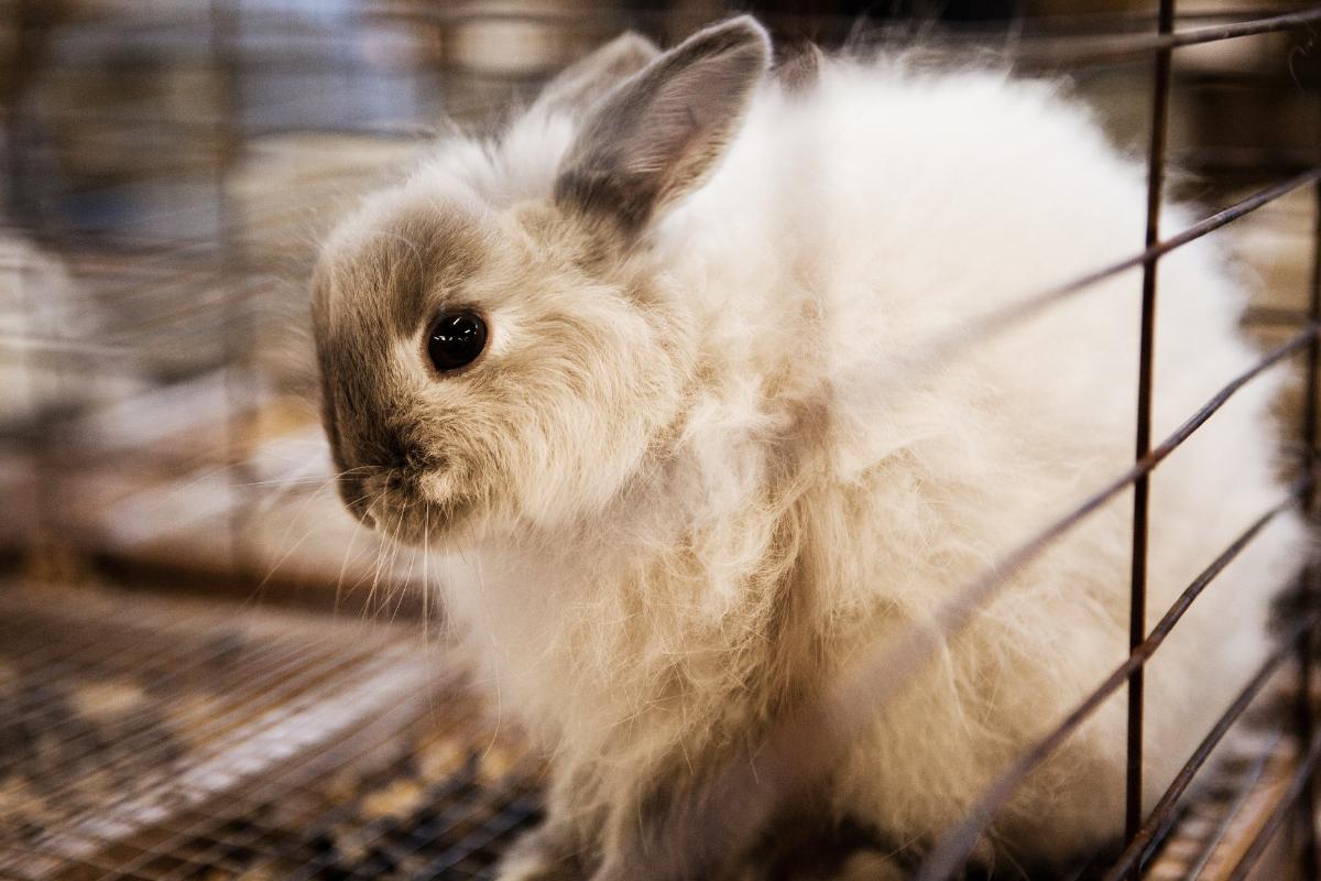 My Is Rabbit Digging on the Floor