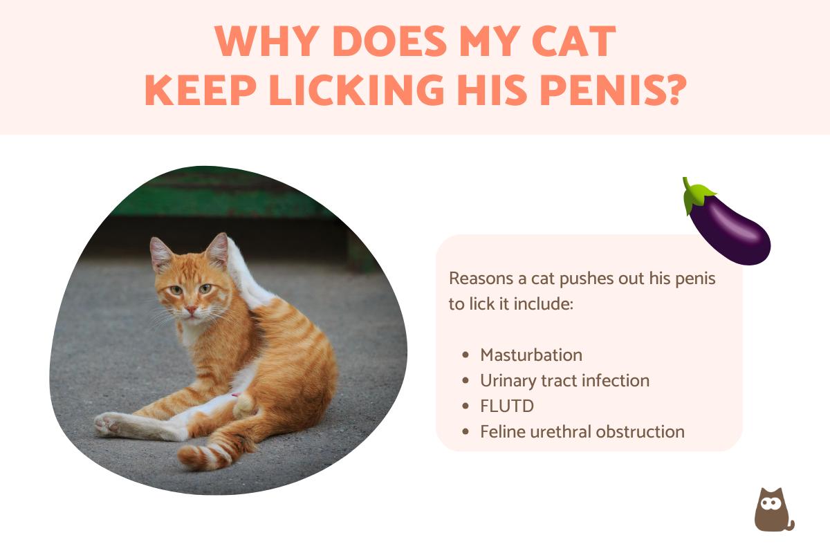 Why Does My Cat Keep Licking His Penis?