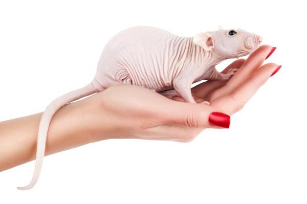 Types of Domestic Rats - Bald or hairless rats