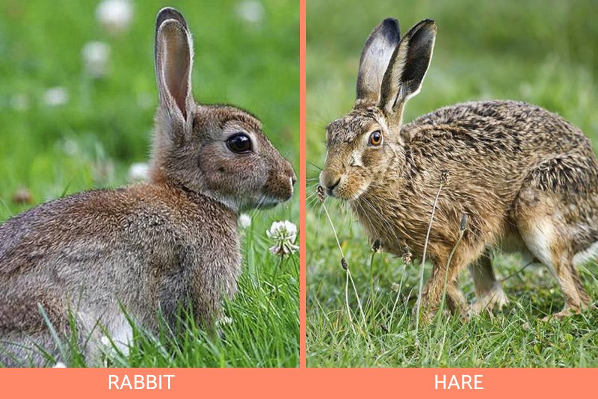 What is the Difference Between Rabbits and Hares? - Bunny vs. Hare ...