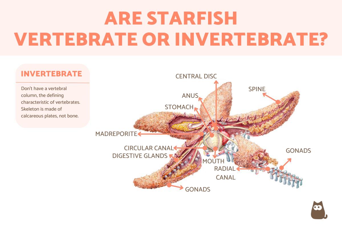 Is a Starfish Vertebrate or Invertebrate?