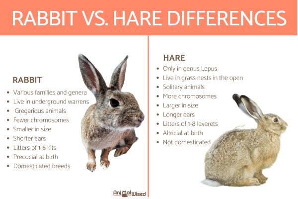 What is the Difference Between Rabbits and Hares?