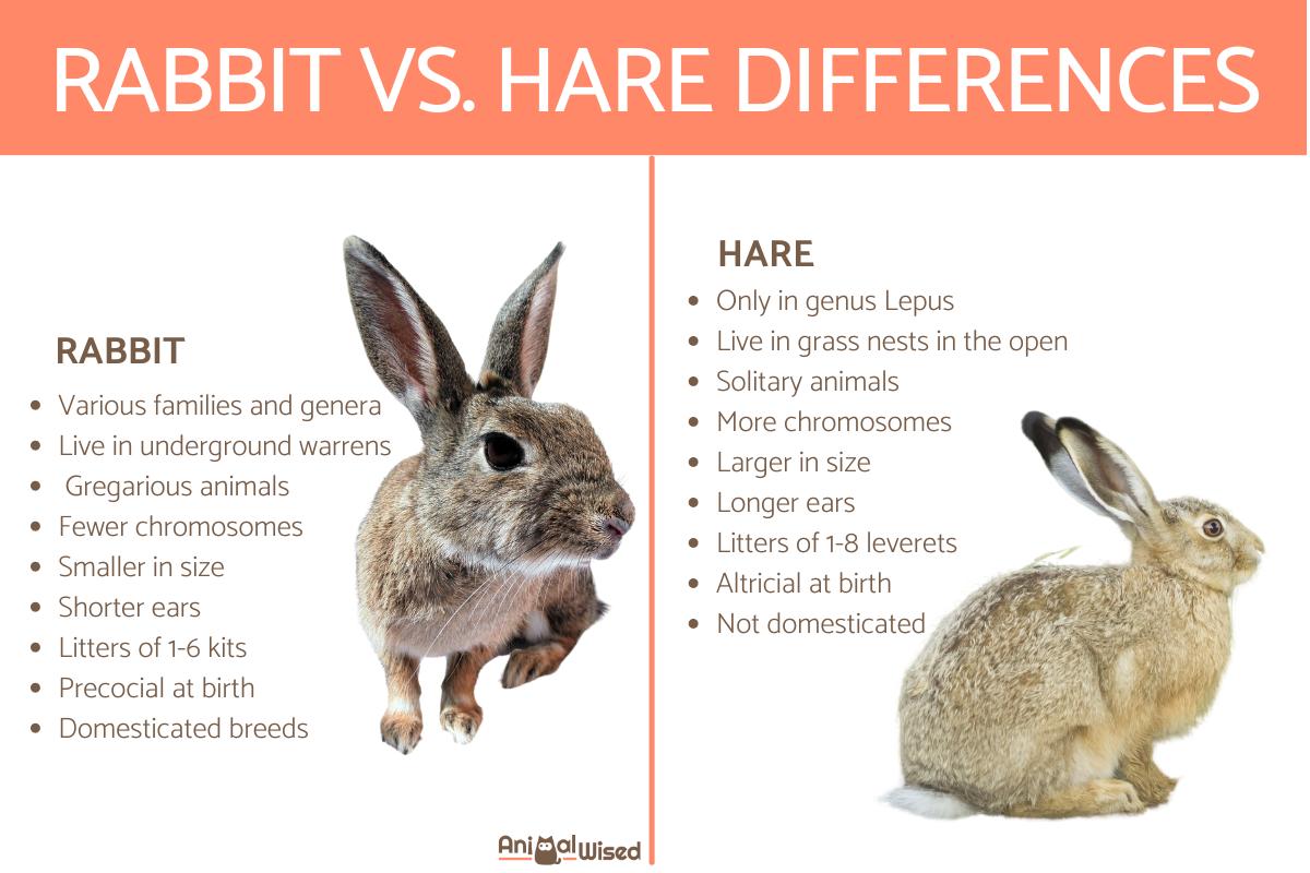 What is the Difference Between Rabbits and Hares? - Bunny vs. Hare ...