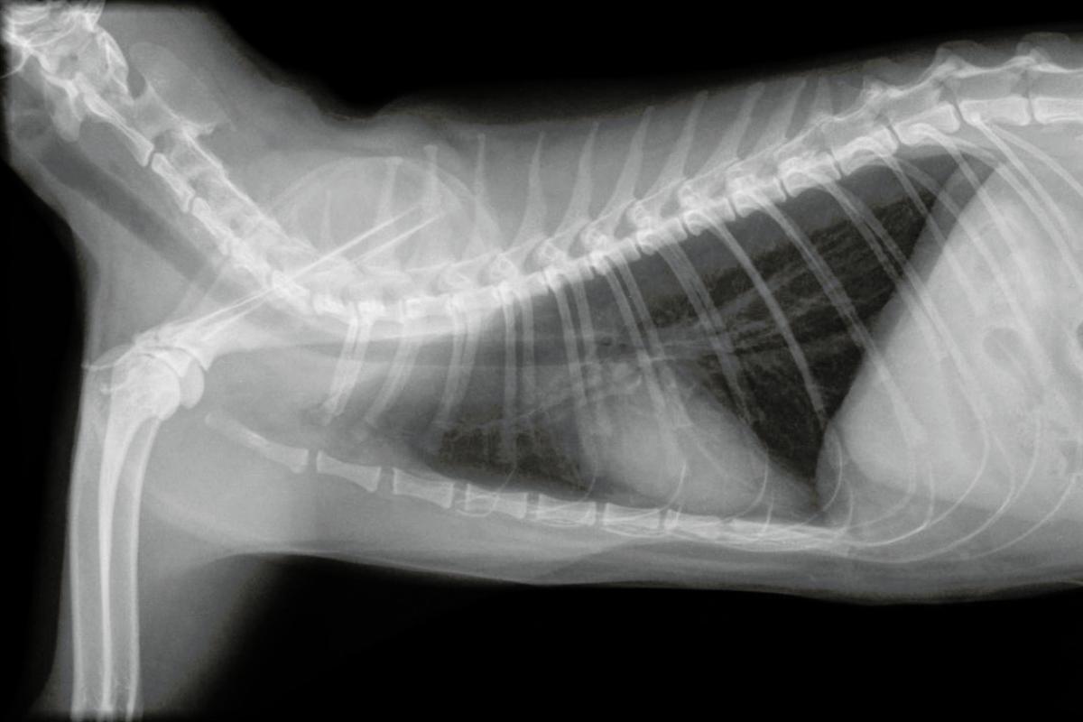 Pleural Effusion in Cats - Causes, Symptoms and Treatment