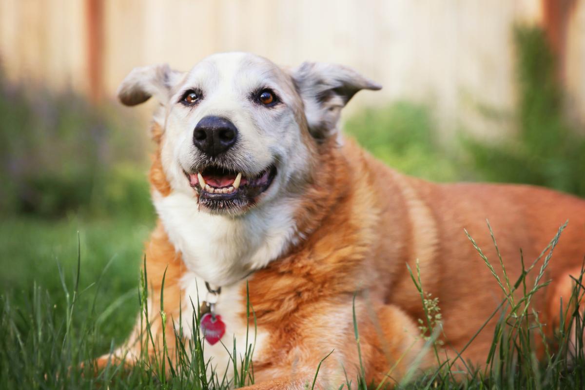 Why is My Senior Dog Panting?