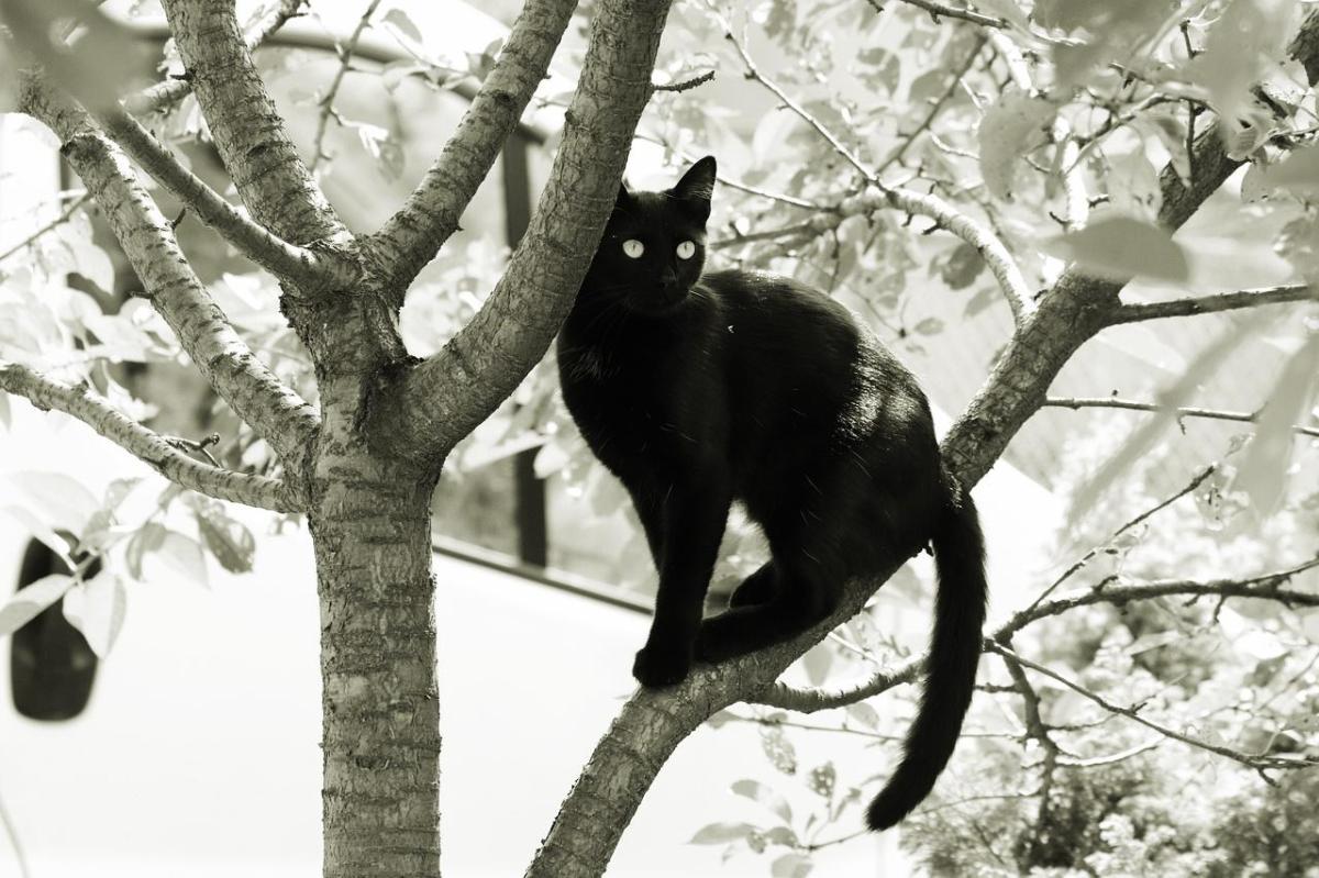 Cat History and Evolution