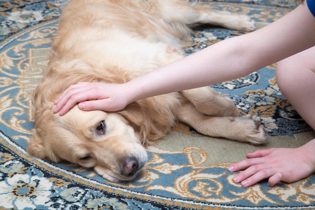 Can Dogs Die of Worms?