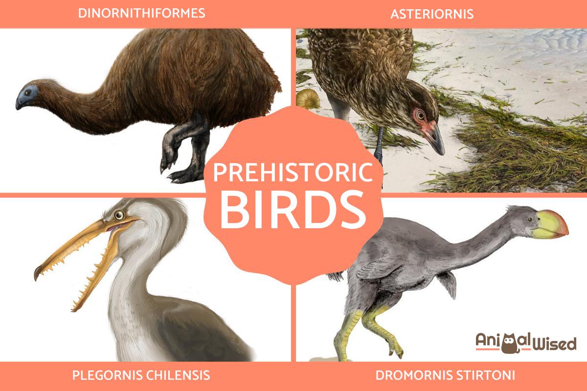 Living and Extinct Prehistoric Birds - Evolution of Birds