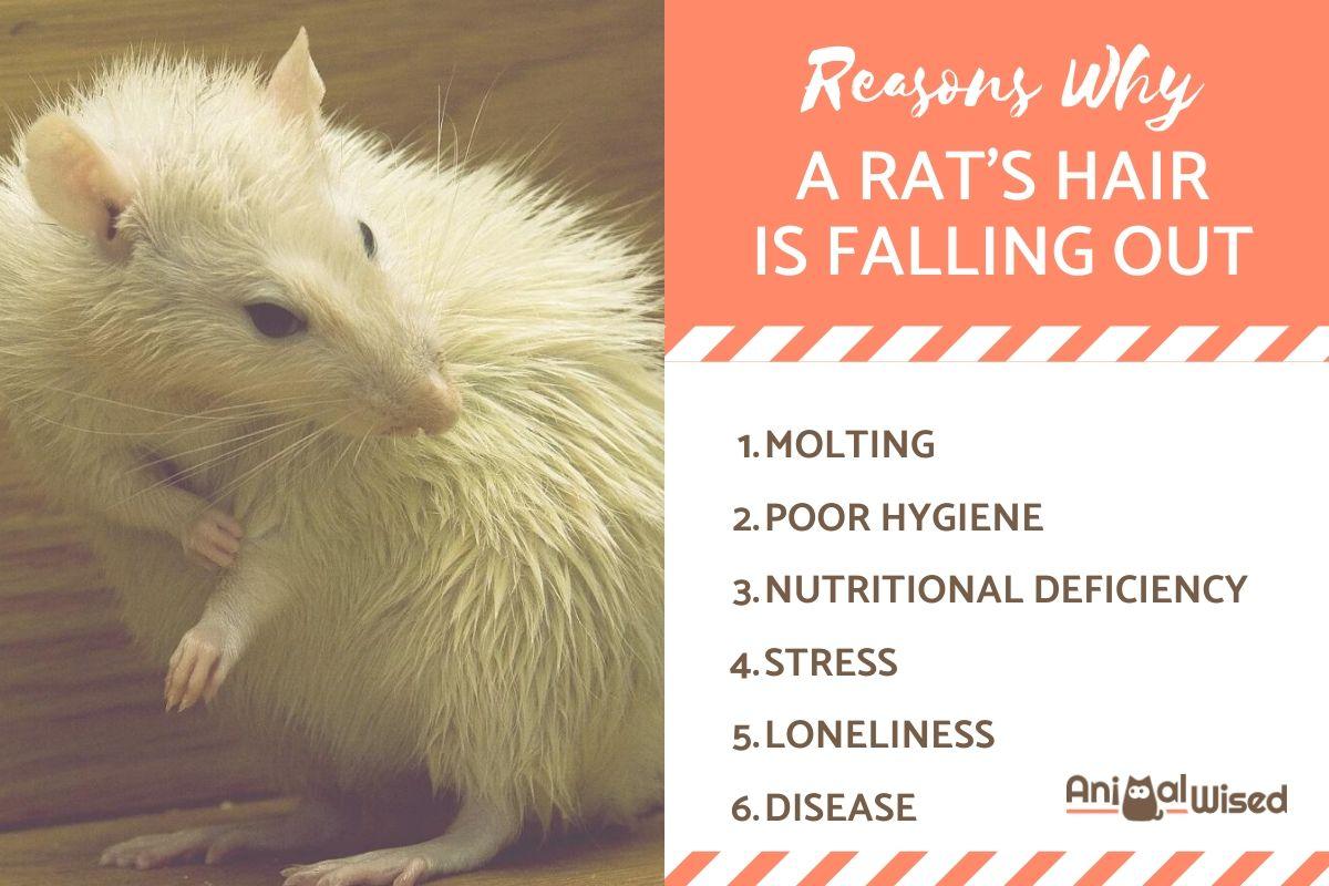 My Rat's Hair is Falling Out - Causes and Treatment