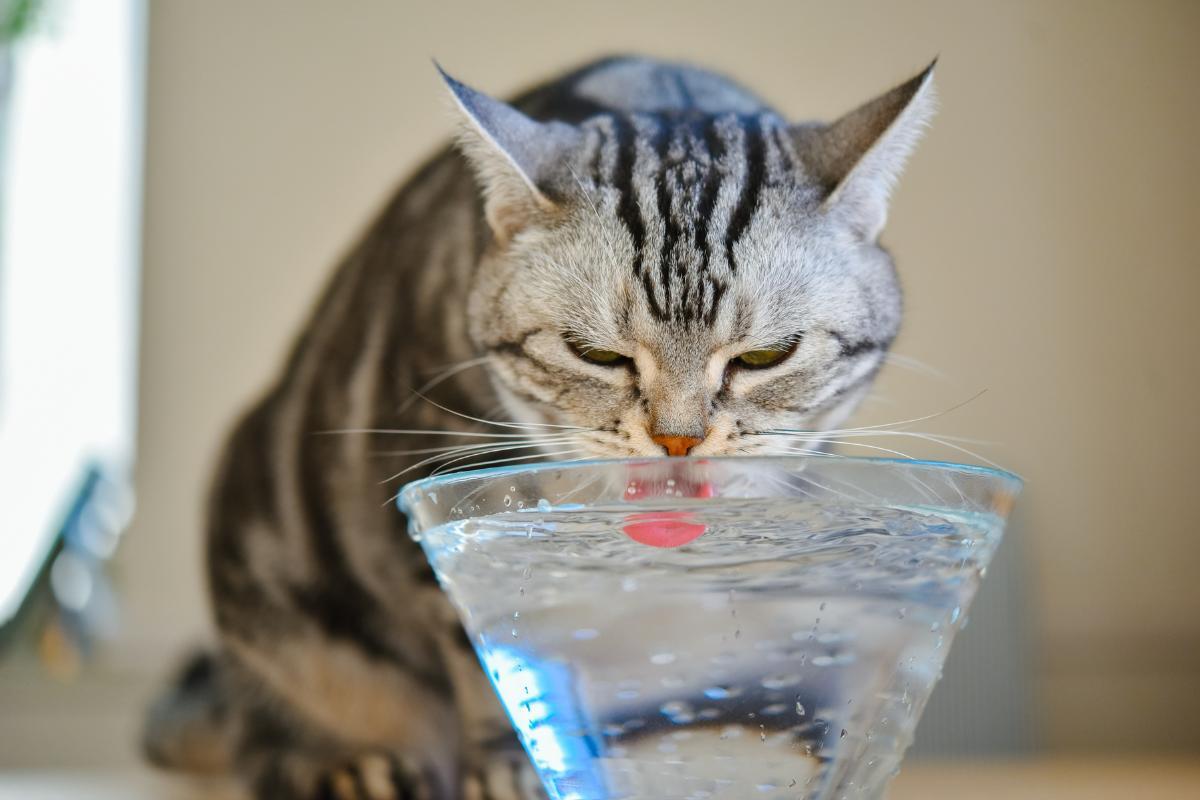 How Much Water Should a Cat Drink in 24 Hours?