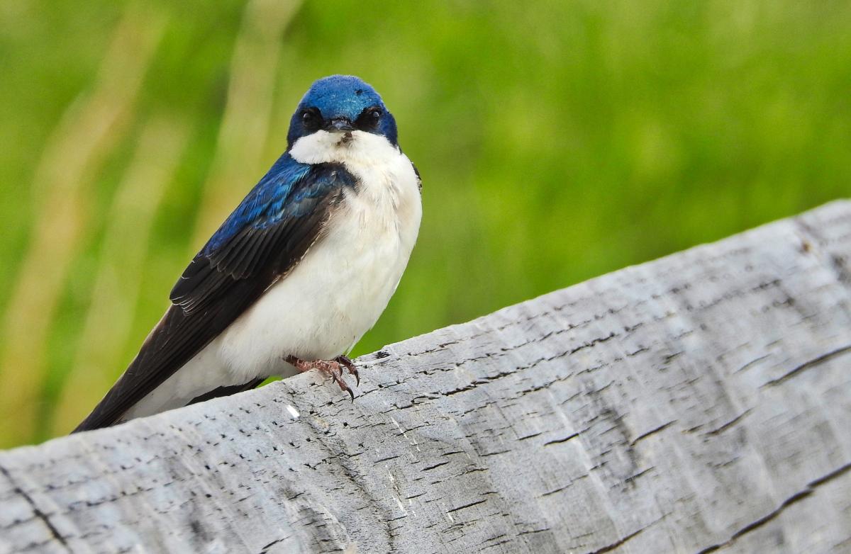 What Are the Different Types of Swallow Birds? - With Photos!