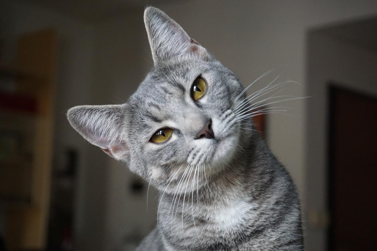 Do Cats Understand When You Talk to Them?