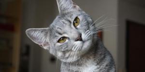Do Cats Understand When You Talk to Them?