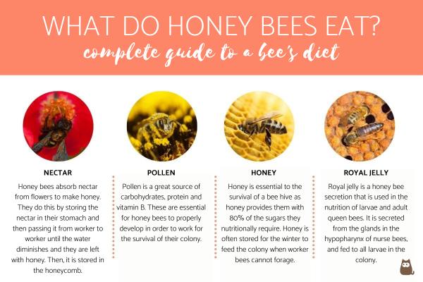 What Do Honey Bees Eat? - Complete Guide to a Bee's Diet