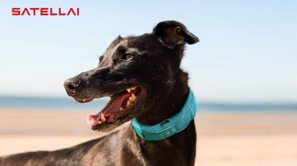 SATELLAI Collar: GPS Fencing Meets AI Health Insights - Advanced GPS + Flexible Virtual Fencing