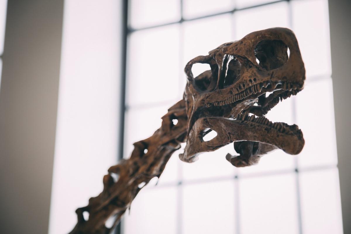 Most Popular Herbivore Dinosaurs