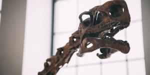 Most Popular Herbivore Dinosaurs