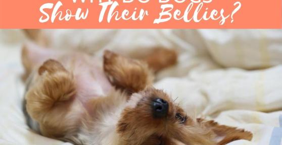 My Dog Is Showing Its Belly