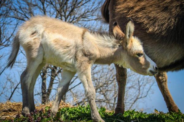 What Do Donkeys Eat? - What do baby donkeys eat?