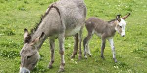 What Do Donkeys Eat?