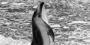 Endangered Dolphin Species List