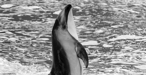 Endangered Dolphin Species List
