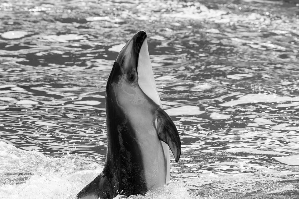 6 Endangered Dolphin Species List With Photos