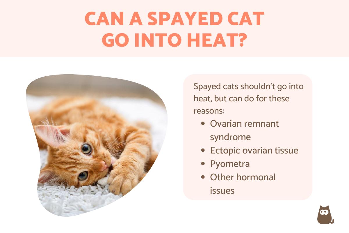 Can Spayed Cats Go Into Heat?