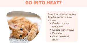 Can Spayed Cats Go Into Heat?