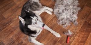 Does a Siberian Husky Need a Haircut?