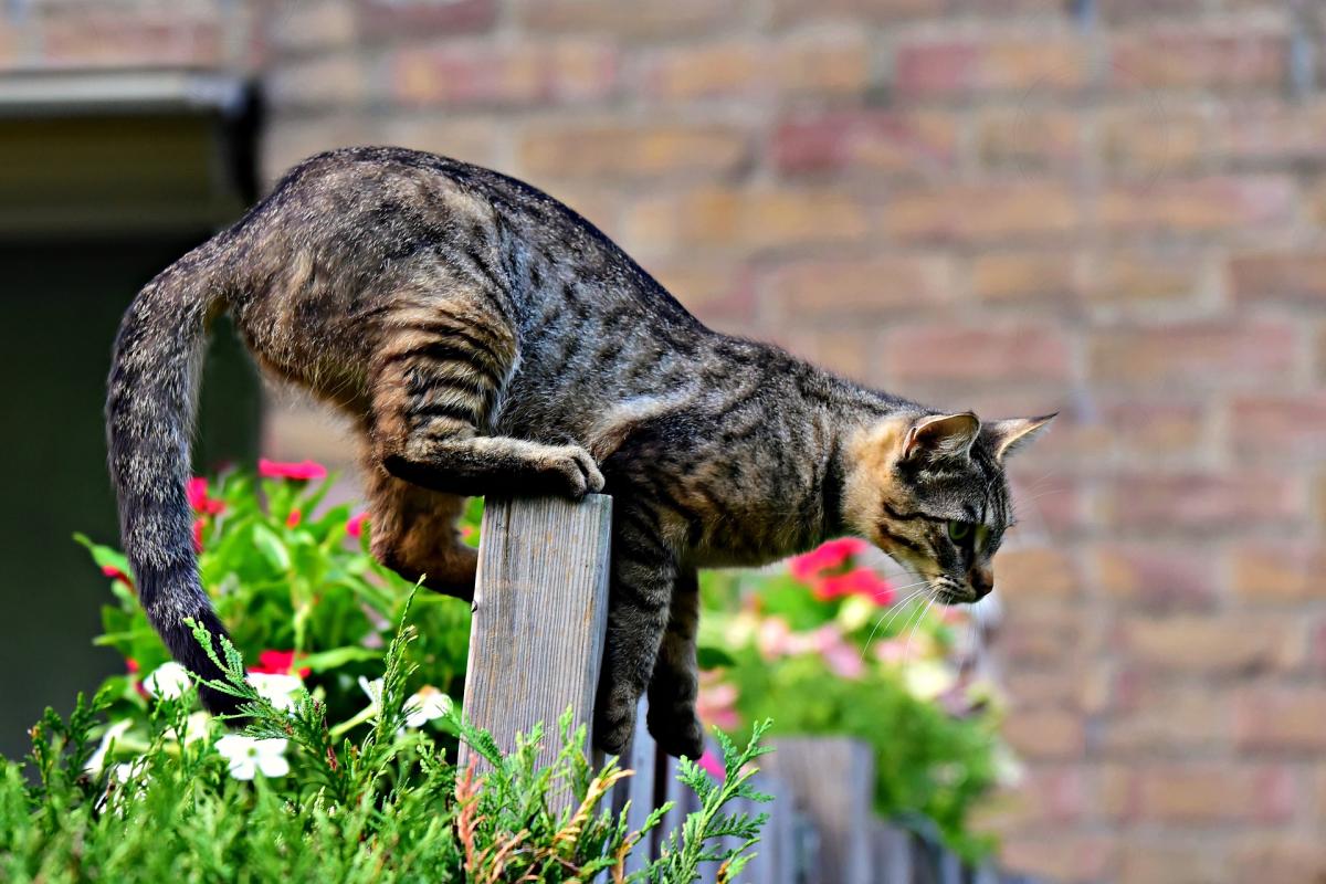 How to Keep Cats Away from your Property
