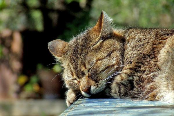 How to Keep Cats Away from your Property - How to stop cats from pooping in the garden