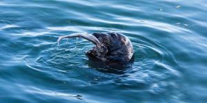 What Is a Seal’s Favorite Food?