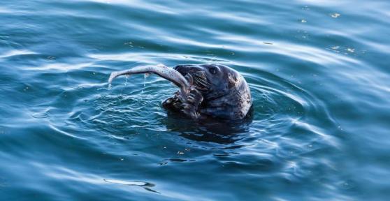 What Is a Seal’s Favorite Food?
