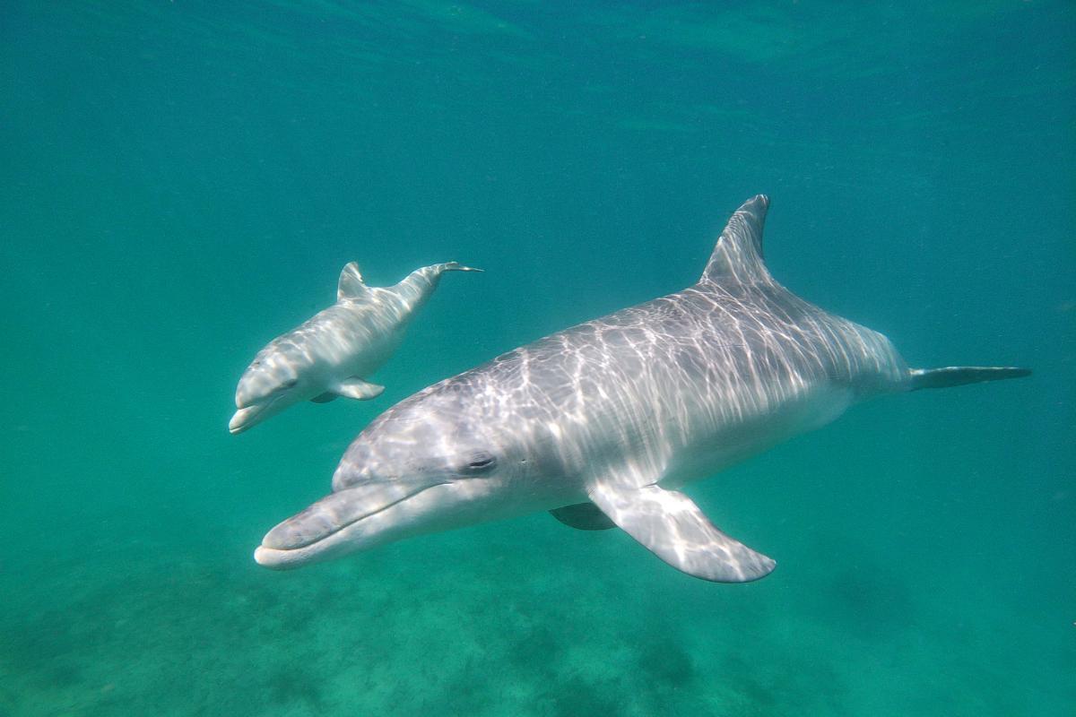 How Long Does a Dolphin Live? Wild vs. Captivity — free download