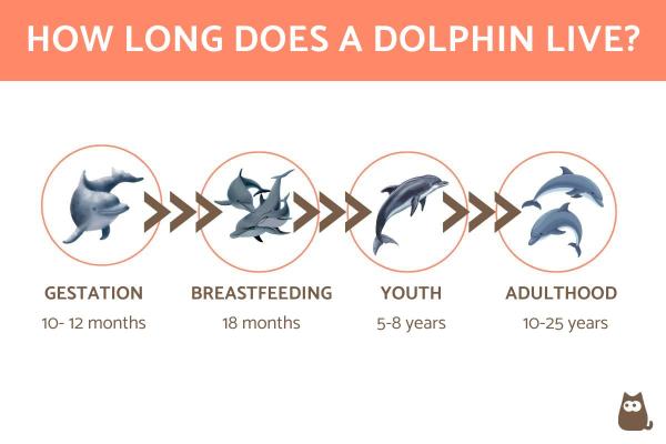 How Long Do Dolphins Live?