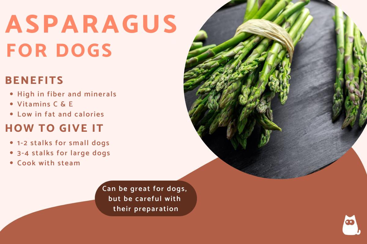 Is Asparagus Good for Dogs?