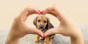 What are the Most Popular Pets in India?