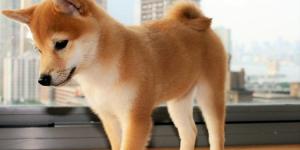 What Colors Are Shiba Inu Dogs?