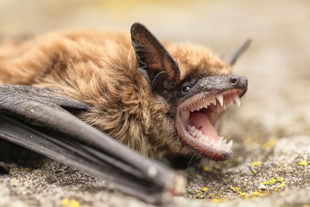 Do Bats Bite Humans?