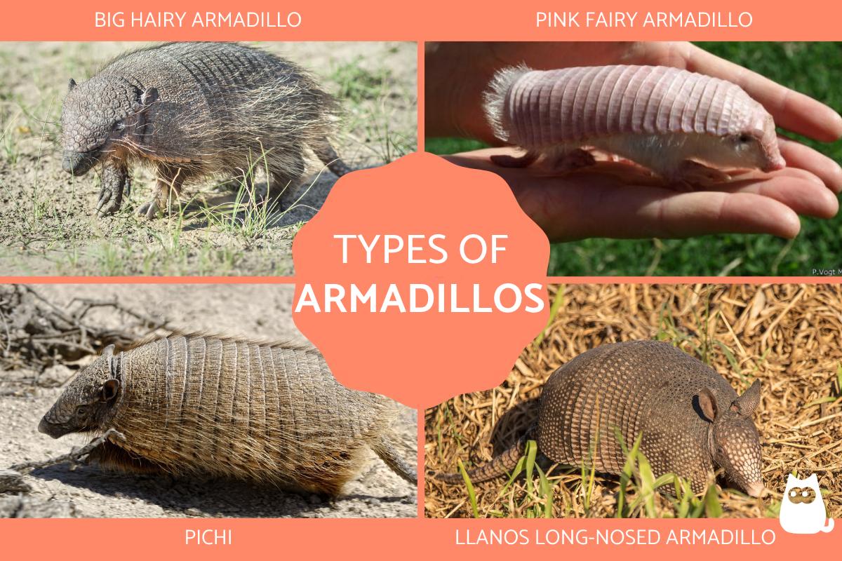 Types of Armadillos