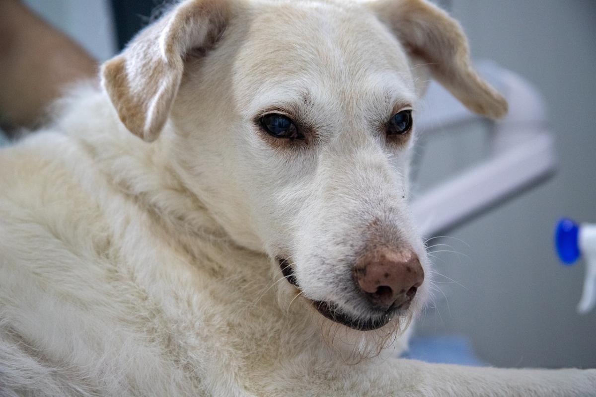 Ambroxol for Dogs - Uses, Dosage and Side Effects