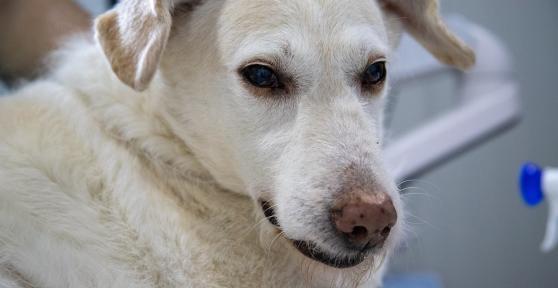 Ambroxol for Dogs - Uses, Dosage and Side Effects