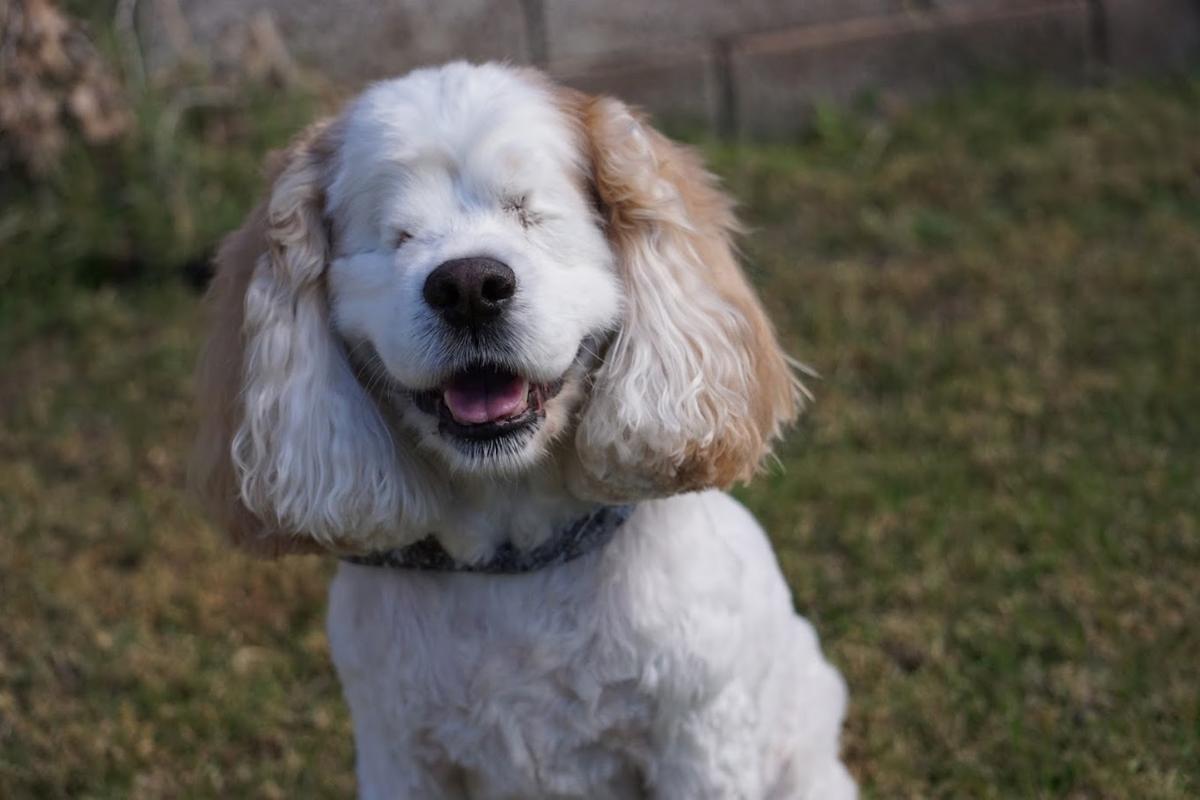 Is It Cruel to Keep a Blind Dog?